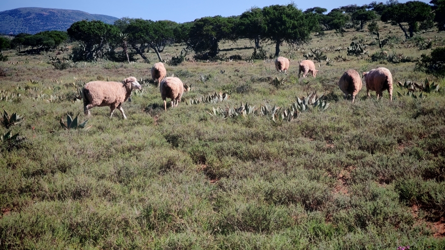 0 Bedroom Property for Sale in Somerset East Rural Eastern Cape